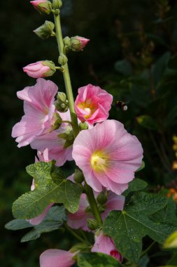 Malva Moschata 'nın güzel pembe çiçekleri (Musk Mallow veya Musk-mallow) yaz bahçesinde)