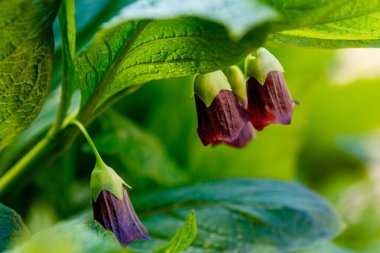 Ölümcül itüzümü çiçekleri ya da atropa beladonna. Atropa beladonna, Solanaceae familyasından uzun ömürlü bir bitki türü..