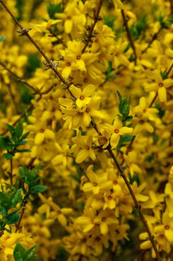 Sınır çiti, bahçe kökenli süslemeli bir yaprak döken çalılıktır. Sarı fındık çiçekleri, altın çanlar, sınır.
