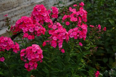 Çiçekler çok güzel. Plox paniklemiş. Bahçede çiçek açan dallar var.