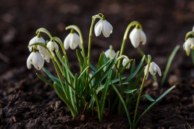 Bahar bahçesinde güzel kar damlaları. Doğal arka planda güzel beyaz kardelen (Galanthus).