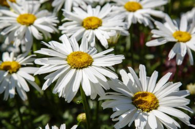 Doğal arka planda papatyalar (löanthemum superbum). Çiçekli papatyalar.