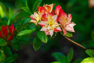 Bahar bahçesinde çiçek açan rhododendron. Doğal bir arkaplanda tomurcuklar ve rhododendronların çiçekleri.