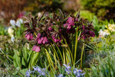 Bahar bahçesinde Lenten Rose (Helleborus Kafkasya). Helleborus abchasicus.