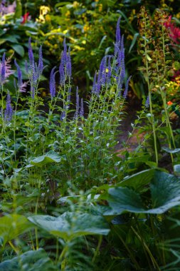 Çiçekli Veronica Spicata ya da bahçede uzun yapraklı yarış pisti. Veronica 'nın mavi çiçekleri yeşil arka planda.