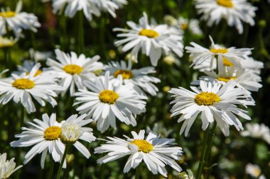 Doğal arka planda papatyalar (löanthemum superbum). Çiçekli papatyalar.