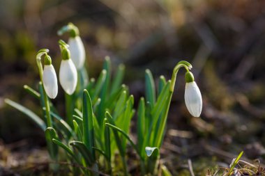 Kar damlası bahar bahçesi çiçekleri. Genel kar damlası (Galanthus nivalis) çiçekleri doğal yeşil arkaplanda.