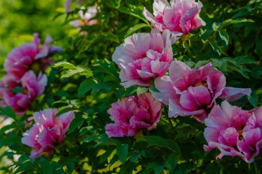 Peony ağacının güzel çiçekleri (Paeonia funruticosa) yaz bahçesinde
