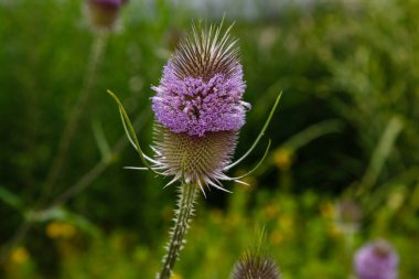 Botanik bahçesinde açan Dipsacus sativus (Lashakakigusa) çiçekleri.