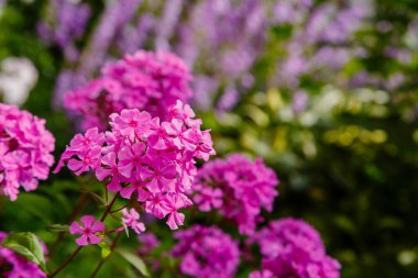 Phlox 'un güzel çiçekleri panikliyor..