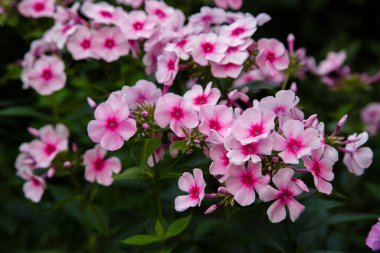 Phlox 'un güzel çiçekleri panikliyor..