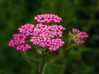 Achillea Millefolium pembesi çiçek açmış. Bahçedeki ilaç bitkisi