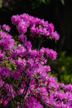 Bahar botanik bahçesinde Rhododendron dauricum veya Ledum çiçekleri