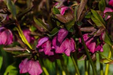 Bahar bahçesinde Lenten Rose (Helleborus Kafkasya). Helleborus abchasicus.