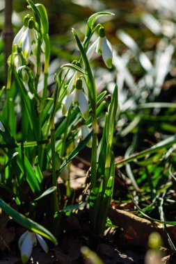 Bahar bahçesinde güzel kar damlaları. Doğal arka planda güzel beyaz kardelen (Galanthus).