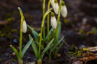 Kar damlası bahar bahçesi çiçekleri. Genel kar damlası (Galanthus nivalis) çiçekleri doğal yeşil arkaplanda.
