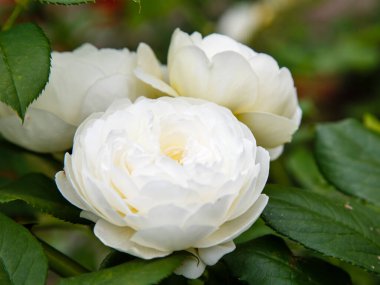 Pastel gül çiçeklerine yakın çekim. Doğanın makro fotoğrafçılığı. Bahçede gül yetiştiriyor. Bahçedeki gül çalılığında pembe gül çiçekleri