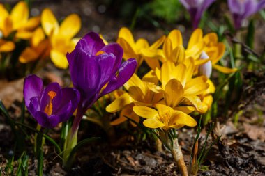 Bahar bahçesinde mor ve sarı timsahlar. 