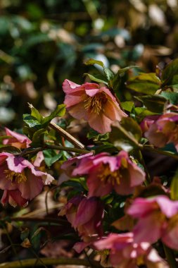 Bahar bahçesinde Hellebore Abhazian (sıralama Braun)