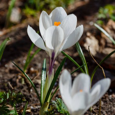 Bahar bahçesinde beyaz timsahlar. 