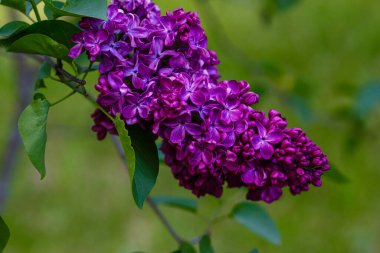 Bahar bahçesinde çiçek açan leylak (şırınga vulgaris). Doğal arka planda mor leylak.