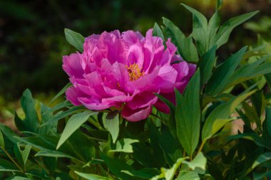Peony ağacının güzel çiçeği (Paeonia funruticosa) yaz bahçesinde