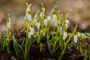 Kar damlası bahar bahçesi çiçekleri. Genel kar damlası (Galanthus nivalis) çiçekleri doğal yeşil arkaplanda.