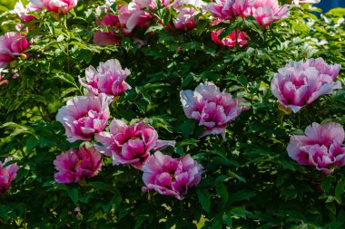 Peony ağacının güzel çiçekleri (Paeonia funruticosa) yaz bahçesinde