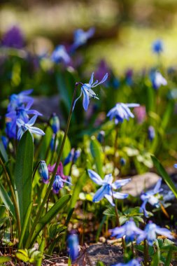 Bahar bahçesinde Scilla Siberica. 