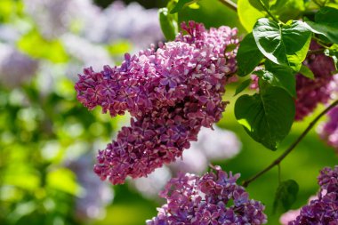 Bahar bahçesinde çiçek açan leylak (şırınga vulgaris). Doğal arka planda mor leylak.