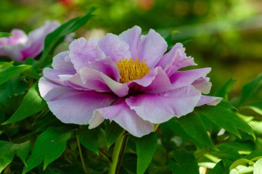 Moutan Ağaç Şakayıkları (Paeonia suffruticosa) yaz bahçesinde