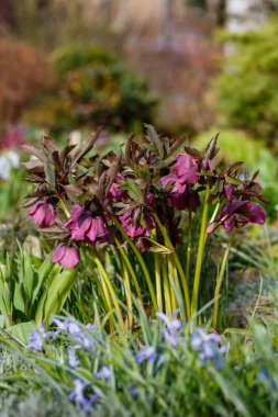 Bahar bahçesinde Lenten Rose (Helleborus Kafkasya). Helleborus abchasicus.