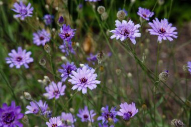 Catananche caerulea, Eros 'un dartı, mavi cupidone, ve doğal arka planda cerverina.