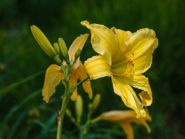 Yazın bahçede güzel güpegündüz çiçekler. Manzara tasarımında daimi bitki zambakları (Hemerocallis).