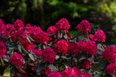 Bahar bahçesinde çiçek açan rhododendron. Doğal bir arkaplanda tomurcuklar ve rhododendronların çiçekleri.
