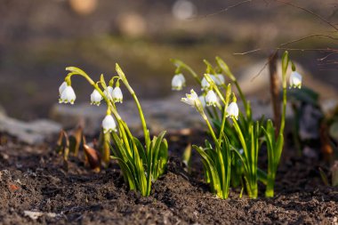 Leucojum vernum, ilkbaharda açan beyaz bir çiçektir ve bir kar damlasına benzer. Leucojum vernum uzun ömürlü bir bitkidir. Galanthus vernus, Nivaria verna, Erinosma verna