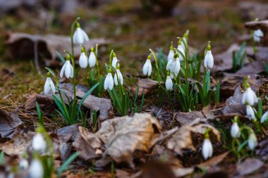 Bahar bahçesinde güzel kar damlaları. Doğal arka planda güzel beyaz kardelen (Galanthus).