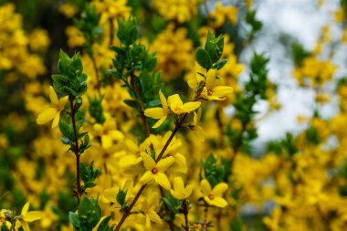 Sınır çiti, bahçe kökenli süslemeli bir yaprak döken çalılıktır. Sarı fındık çiçekleri, altın çanlar, sınır.