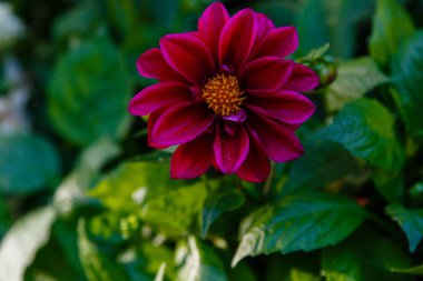 Yıllık yıldız çiçekleri bahçede.