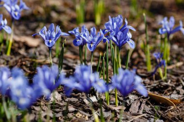 Bahar bahçesinde mavi iridodictyum çiçekleri.