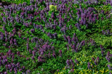 Parkta yeşil, güneşli bir çayır ya da çiçekli bir bahçe Corydalis. Yaz ya da bahar yeşili arka plan. Çiçek açan alan, çimen.