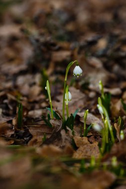 Kar damlası bahar çiçekleri. Narin Kar Damlası çiçeği bahar sembollerinden biridir. İlkbahar bahçesinde ya da ormanda çiçek açan soğanlı bitkiler, Park. Doğal arkaplan.