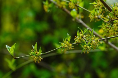 Cornus mas 'ın yeşil yaprakları, Cornelian kirazı