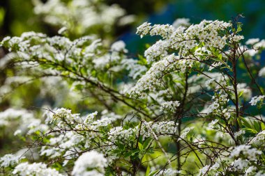 Baharda Spiraea Cinerea. Doğal arka planda beyaz leylak çiçekleri olan dallar. Bahçedeki dekoratif çalılıklar ve manzara tasarımı.