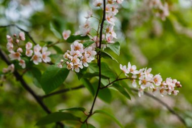 Bahar bahçesinde Padus avium colorata. Paula 'nın çiçekli dalları doğal bir arka planda.