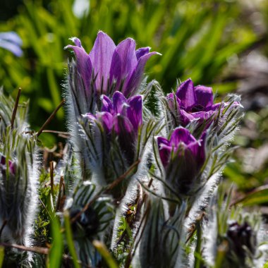 Doğu nilüfer çiçekleri veya kaya zambakları, çayır kruvazörü, kesme yaprağı şakayığı (Pulsatilla patens) bahçede çiçek açar