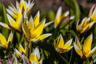 Bahar bahçesinde Tulipa Tarda. Tulipa 'nın sarı çiçekleri. 