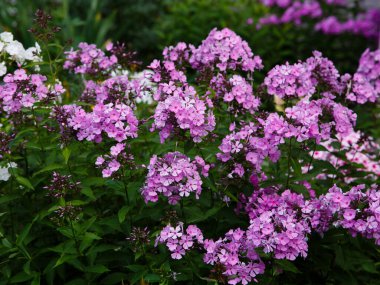 Phlox 'un güzel çiçekleri panikliyor..