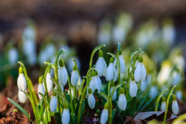 Kar damlası bahar bahçesi çiçekleri. Genel kar damlası (Galanthus nivalis) çiçekleri doğal yeşil arkaplanda.