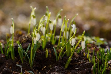 Kar damlası bahar bahçesi çiçekleri. Genel kar damlası (Galanthus nivalis) çiçekleri doğal yeşil arkaplanda.